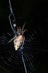 Cyclosa confusa