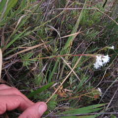 Valeriana triphylla