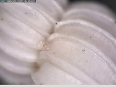 Epitonium multistriatum