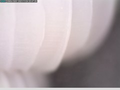 Epitonium multistriatum