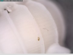 Epitonium multistriatum