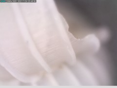 Epitonium multistriatum