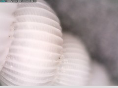 Epitonium multistriatum