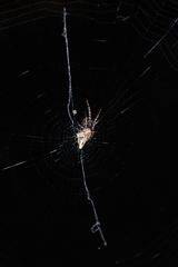 Cyclosa confusa