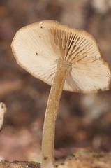 Simocybe phlebophora