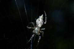 Cyclosa confusa