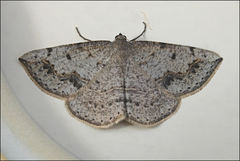 Taxeotis perlinearia