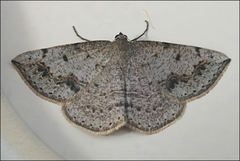 Taxeotis perlinearia