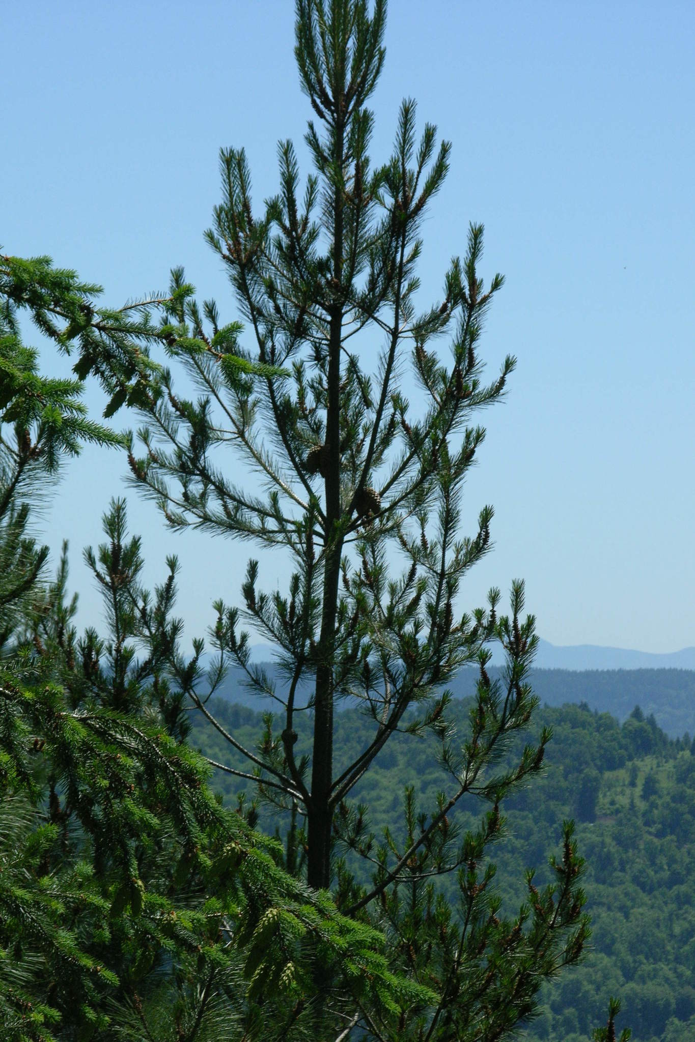 Pinus X attenuradiata
