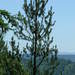 Knobcone × Monterey Pine - Photo (c) Bruce Newhouse, some rights reserved (CC BY-NC-ND), uploaded by Bruce Newhouse