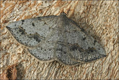 Taxeotis perlinearia