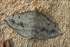Taxeotis perlinearia
