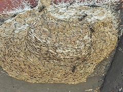 Metapolybia