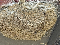 Metapolybia