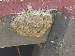 Metapolybia