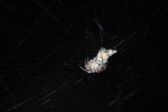 Cyclosa confusa