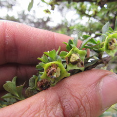 Escallonia myrtilloides