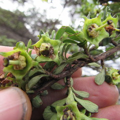 Escallonia myrtilloides