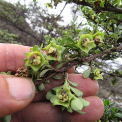 Escallonia myrtilloides