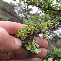 Escallonia myrtilloides