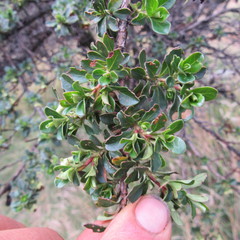 Escallonia myrtilloides