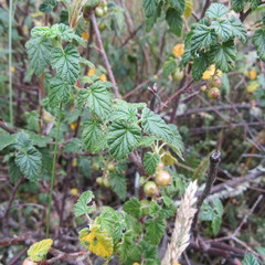 Ribes andicola