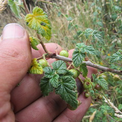 Ribes andicola
