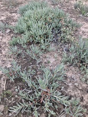 Carpobrotus modestus