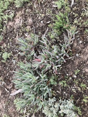 Carpobrotus modestus