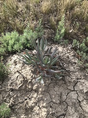 Carpobrotus modestus