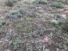 Carpobrotus modestus