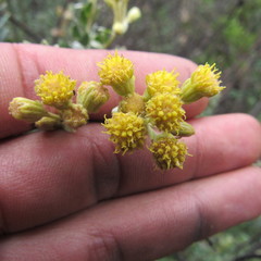 Monticalia ledifolia