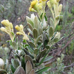 Monticalia ledifolia