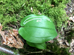 Liriomyza smilacinae