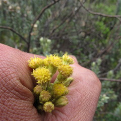 Monticalia ledifolia
