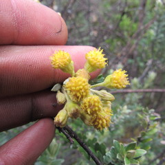 Monticalia ledifolia