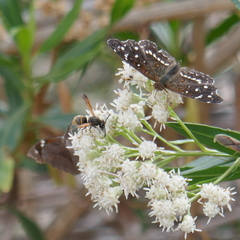Pachodynerus guadulpensis