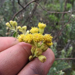 Monticalia ledifolia