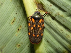 Mahanarva costaricensis