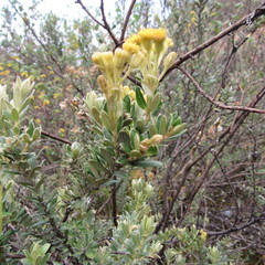 Monticalia ledifolia