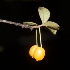 Neomyrtus pedunculata