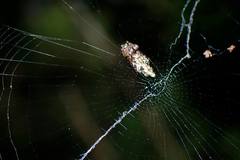 Cyclosa confusa