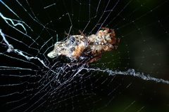 Cyclosa confusa