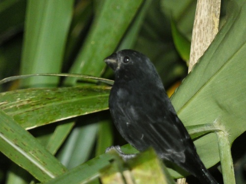 Thick-billed Seed Finch (Sporophila funerea), photo 4
