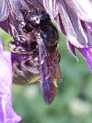 Xylocopa