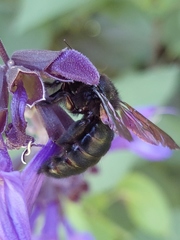 Xylocopa