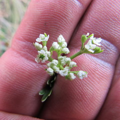 Niphogeton ternata