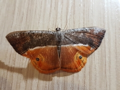 Opisthoxia branickiaria