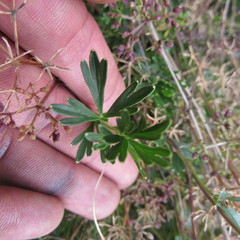 Niphogeton ternata