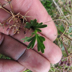 Niphogeton ternata